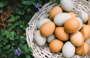 Beneficiile consumului de ouă asupra sănătății beneficiile-consumului-de-oua-asupra-sanatatii
